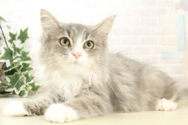 \接客・販売経験は不問/
ワンちゃん・ねこちゃん好きの方へ◎
”好き”を活かして正社員として
当店で働いてみませんか?