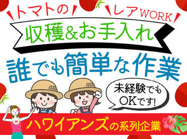 トマトの収穫&お手入れスタッフ募集◎
誰でもできるシンプルな作業なので
軽作業が初めての方にも!!