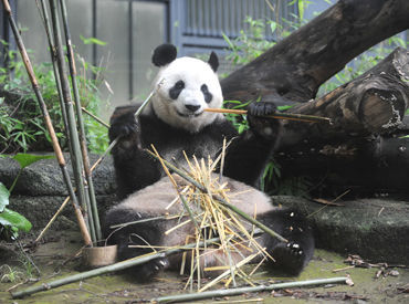 公益財団法人東京動物園協会 恩賜上野動物園の上野動物園スタッフのバイト アルバイト求人情報 マイナビバイトで仕事探し