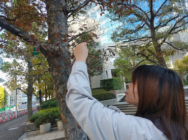 株式会社グリーバル　中央区エリア 緑地管理のお手入れです☆*゜
未経験スタートの方がほとんど！
知識がなくても仕事の中で学べます♪