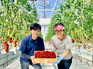 バイオファームHANDA（株式会社にじまち） トマト農園で収穫やお世話のお仕事してみませんか？
未経験からスタートされる方がほとんど★
イチから丁寧にお教えいたします◎