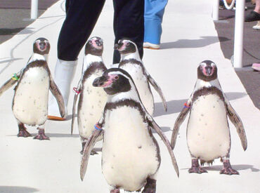 越前松島水族館 坂井市の観光スポット「越前松島水族館」♪
無料で水族館を見学できるのはスタッフだけの特典★