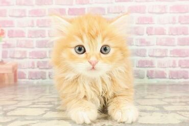 ペットショップCOO＆RIKU沖縄浦添店 ＼接客・販売経験は不問／
ワンちゃん・ねこちゃん好きの方へ◎
”好き”を活かして正社員として
当店で働いてみませんか？