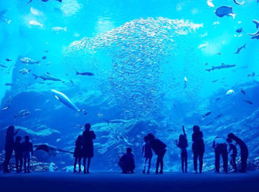仙台うみの杜水族館:【003】 バイトデビューにもピッタリ！
短期だからお試し勤務にぜひ☆
業務については先輩が丁寧に
お教えするのですぐに覚えられます♪