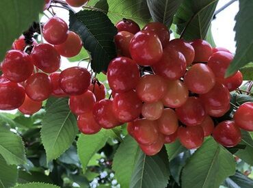 「夏休みの短期バイト」
「季節労働のつなぎに」
「年金の足しに」など…
サクッと働きたい方、必見★