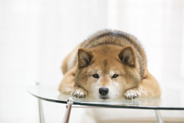 マイナビバイト 犬 ふれあい 求人 関東のアルバイト バイト 求人 仕事