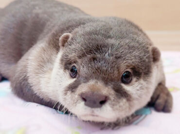 LOUTRE ～カワウソと過ごす時間～ 京都店 「毎日動物と触れ合えたらいいのに…」
そんな"動物好き"さんの夢を叶えます！
お客様とのコミュニケーションも楽しめる♪