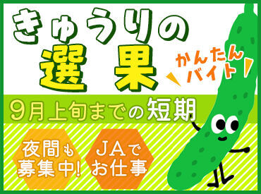 株式会社ネクストエイジ （勤務地：JA全農福島  会津野菜館） きゅうりの選別・箱詰めのカンタンワーク♪1ヶ月以内・夏休みに働きたい方も大歓迎◎まずは登録！