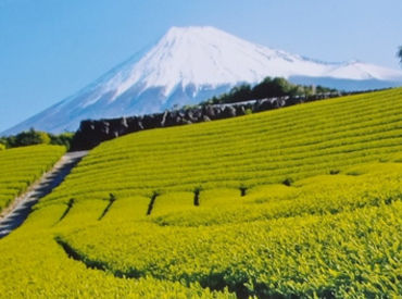 大富士製茶有限会社 難しい作業はほとんどありません★
初めはしっかりサポートします！
農業に興味のある方や
お茶が好きな方大歓迎です♪