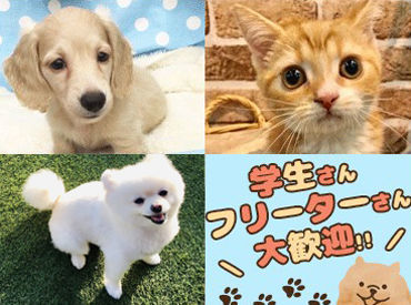 ワンキャラット 丸亀店のペットショップstaffのバイト アルバイト求人情報 マイナビバイトで仕事探し