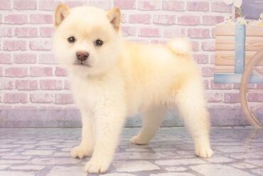 やりがい抜群の仕事♪
子犬だった子が成長していく姿を見届けることが出来たり、感動の瞬間もたくさんあります！
