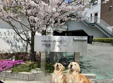 社会福祉法人博光福祉会　寿里苑フルール 全国的にも珍しいセラピー犬と働ける職場♪
犬の癒し効果は、
科学的にも証明されているんですよ◎