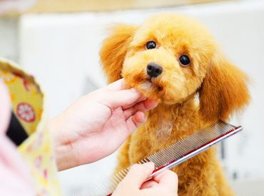 マイナビバイト 動物 仕事 資格 なしのアルバイト バイト 求人 仕事 マイナビバイト 動物 仕事 資格 なしのアルバイト バイト 求人 仕事