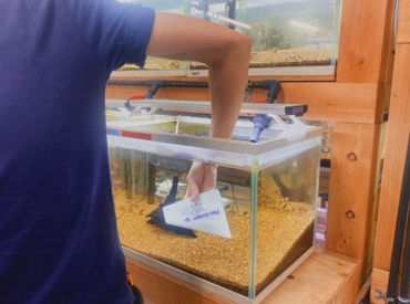 マイナビバイト 熱帯魚店staff アクアエフ 神戸店のアルバイト バイト求人情報 神戸電鉄有馬線 鈴蘭台駅 徒歩18分 神戸市 北区 週3日以上 1日4時間以上シフト自由 自己申告 30日ごとに提出 その他販売 接客 サービス 仕事探しなら マイナビバイト兵庫版 マイナビバイト 熱帯魚店staff アクアエフ 神戸店のアルバイト バイト求人情報 神戸電鉄有馬線 鈴蘭台駅 徒歩18分 神戸市 北区 週3日以上 1日4時間以上シフト自由 自己申告 30日ごとに提出 その他販売 接客 サービス 仕事探しなら マイナビバイト兵庫版