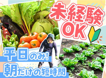 「興味はあるけど…」
「野菜の知識なんてない…」
皆さんほとんど未経験からスタートしています！
徐々に慣れていけば大丈夫♪