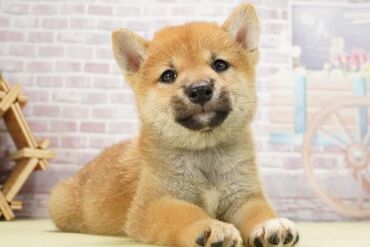 自分のスキルアップもできる環境♪
確かな技術を持った先輩スタッフが多数いるので
近くで学びながらトリマーとして成長できます
