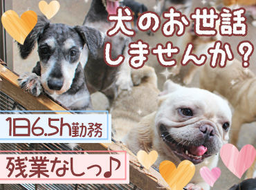 株式会社PQケンネル ＼今、大人気のブリーダー業界！／
ペット需要が高まり、売り上げも好調♪
安定して働きたい方にもオススメです！