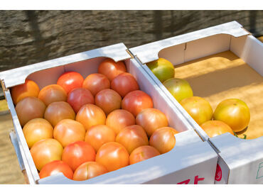 株式会社アイテック　ccc00881　※勤務地：銚子市 新鮮なトマトを選別・箱詰めするお仕事！とてもシンプルだからすぐ始められます◎現在シニア世代が活躍中♪
※画像はイメージ