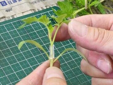 接ぎ木作業は空調が効いた快適な室内でのデスクワークです！