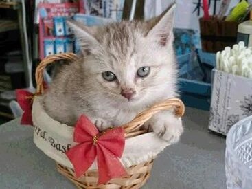 くるまルシェ/銚子駅前店*943695 フリーターさんも大歓迎☆
猫ちゃんに癒されながらおこづかいを稼げちゃいます◎◎
お仕事内容は受付と簡単な事務作業
