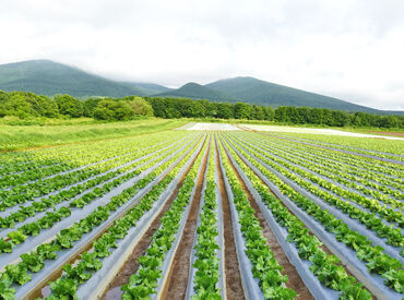 葛西農場 ＼夏の朝って最高に気持ちいい！／
澄んだ空気の中で自然に囲まれて働けます♪
未経験でも大丈夫！
農業を経験してみませんか？