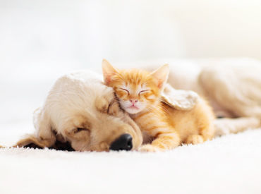 マイナビバイト ｎｐｏ 猫 犬 保護 スタッフ求人のアルバイト バイト 求人 仕事