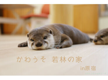 カワウソ 若林の家In原宿 ＜可愛い20匹のカワウソ家族がお出迎え＞
お世話の仕方や英語での対応などは丁寧に教えます！留学経験がある方も多数活躍中！