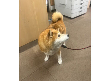 ▼可愛いワンちゃんもいます♪
勤務中の癒しになるから、心もホッと落ち着きます◎