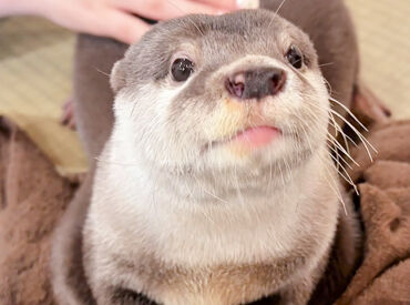 LOUTRE ～カワウソと過ごす時間～ 大阪店 「毎日動物と触れ合えたらいいのに…」
そんな"動物好き"さんの夢を叶えます！
お客様とのコミュニケーションも楽しめる♪