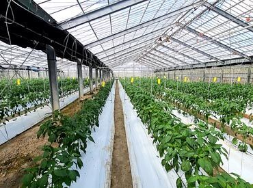 ワークサポートセンターFour-leafくろーばー ＜就労支援施設とは？＞
障がいや病気で就労が難しい利用者さんに
働く機会をご提供＆サポートする施設です◎
