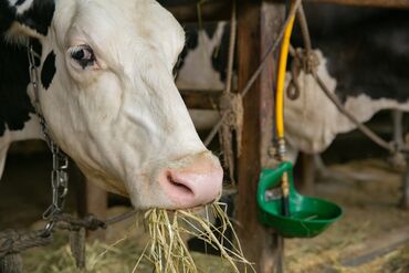 「酪農に興味がある」
「動物に関わる仕事がしたい」
牛さんの成長をサポートする
やりがい満点のお仕事★