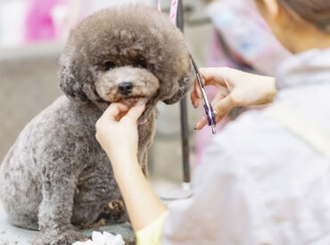 Animal World NICO PET 京都八幡店 10～60代と幅広く、フリーターさんも多数活躍中です◎
連携してシフトの調整を行うのでご安心を♪
