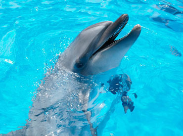 九十九島水族館（九十九島パールシーリゾート/九十九島動植物園） ＜＜夏の期間限定レアバイト＞＞
友達と一緒に参加もOK♪♪
まずはご応募お待ちしております★